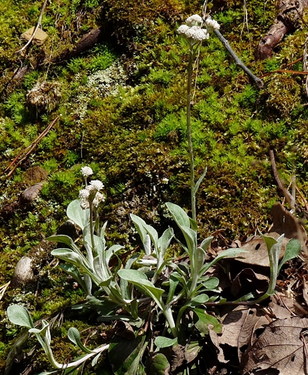 {Antennaria plantaginifolia}